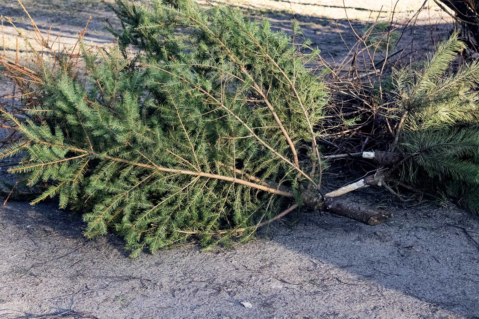 blog-christmas-trees-thrown