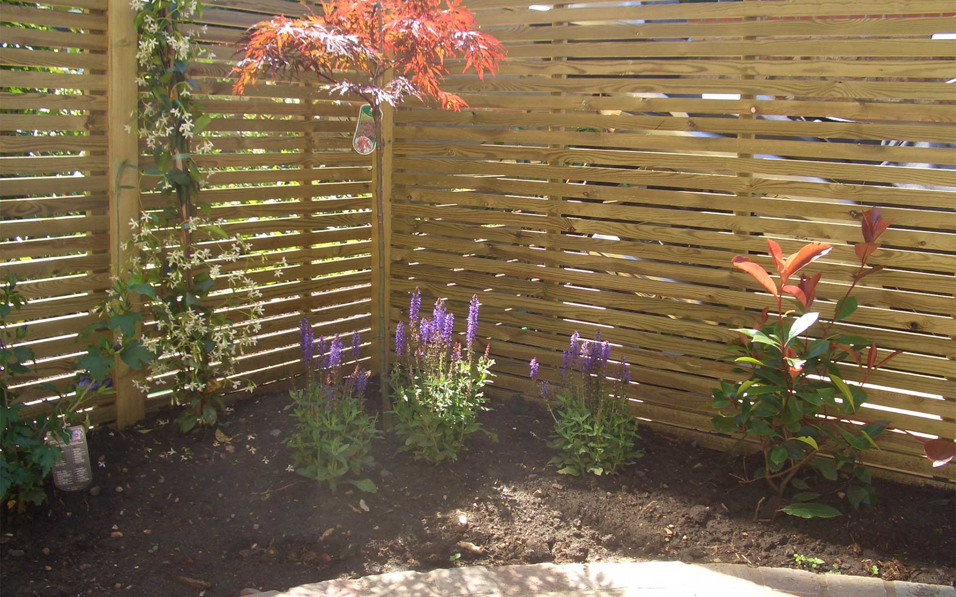 softwood-lateral-trellis